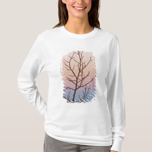 T-shirt Canyon de Bryce, Utah. Arbre dénudé devant le couc (Devant)