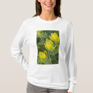 T-shirt Castilléjie dorée indienne