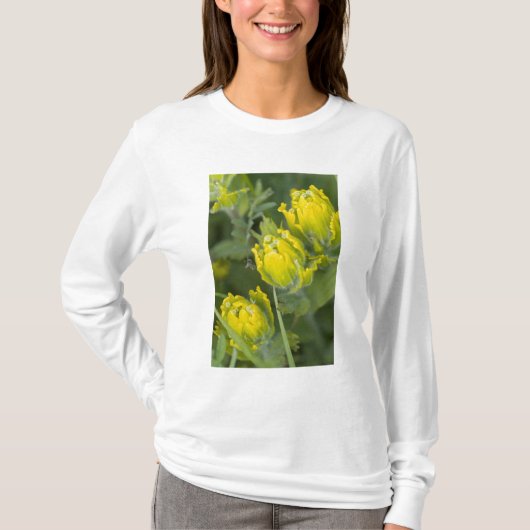 T-shirt Castilléjie dorée indienne (Devant)