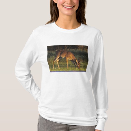 T-shirt Cerf à queue blanche, Odocoileus virginianus (Devant)