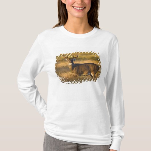 T-shirt Cerf à queue blanche (Odocoileus virginianus) adul (Devant)