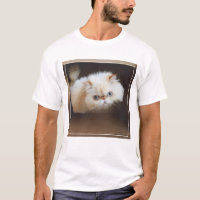 Chat dans une boîte
