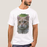 Chat de ragondin principal