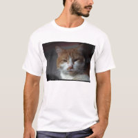 Chat tigré orange et blanc de "souci"