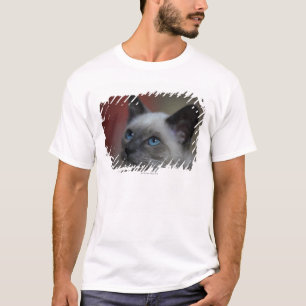 T-shirt Chaton siamois
