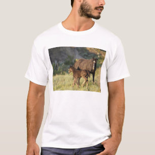 T-shirt Chevaux sauvages au parc national Theodore Rooseve