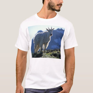 T-shirt Chèvre