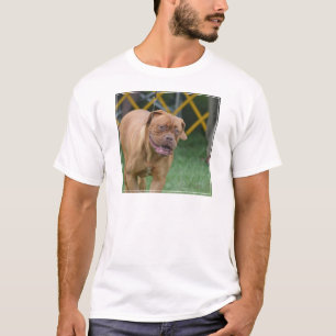 T-shirt Chien français de mastiff