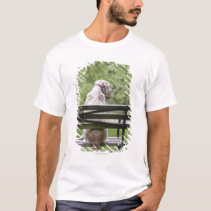 T-shirt Chien se reposant sur le banc de parc
