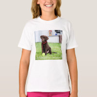 Chocolat Labrador Puppy Avec Tennis Ball