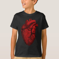 Coeur humain anatomique