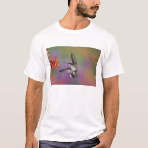 T-shirt Colibri à gorge rubis femelle en vol
