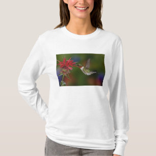 T-shirt Colibri à gorge rubis mâle