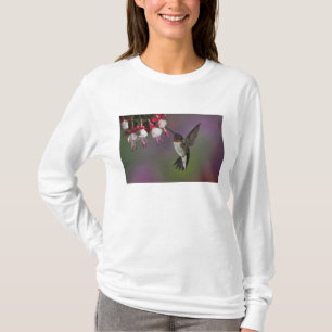 T-shirt Colibri à gorge rubis mâle, Archilochus