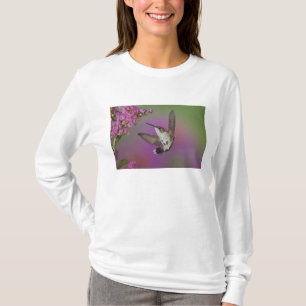 T-shirt Colibri à gorge rubis mâle juvénile