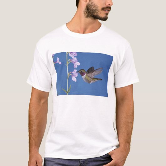 T-shirt Colibri à queue large, Selasphorus (Devant)