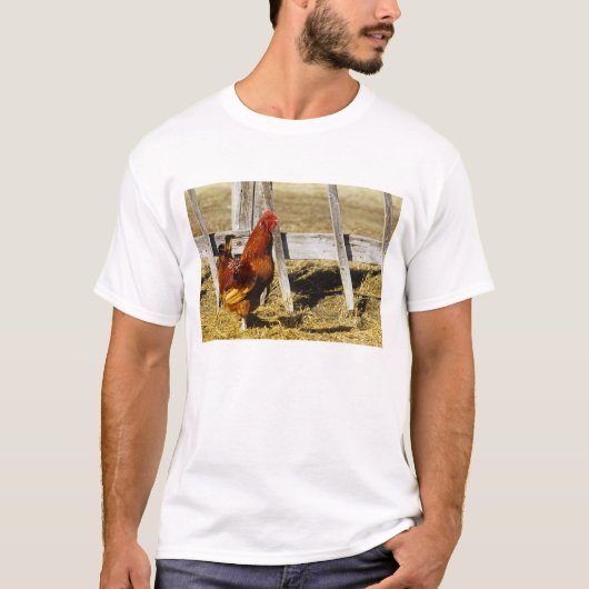 T-shirt Coq Rhode Island Red (Devant)