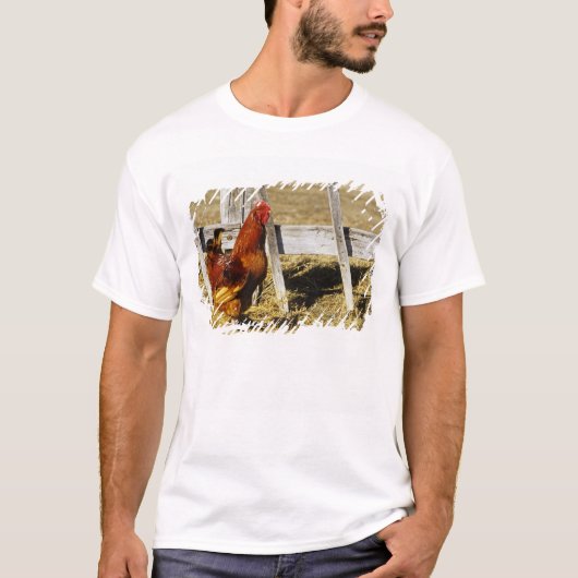 T-shirt Coq Rhode Island Red (Devant)