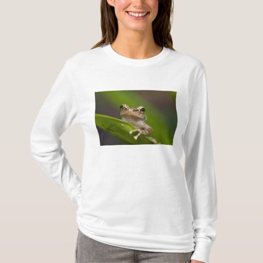 T-shirt Coqui commun, Eleutherodactylus coqui (Devant)