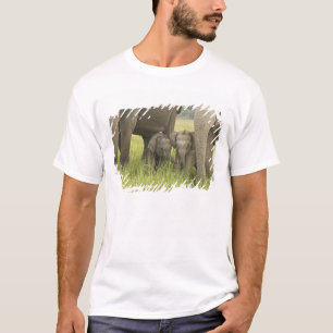 T-shirt Corbett National Park, Uttaranchal, Inde.