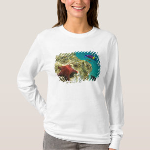 T-shirt Cortez Rainbow Wrasse mâle et femelle et mer