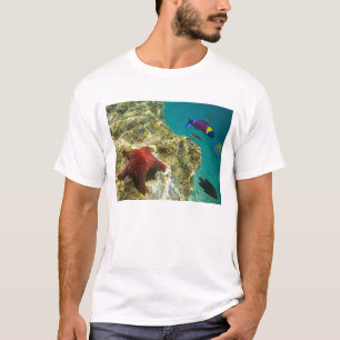 T-shirt Cortez Rainbow Wrasse mâle et femelle et mer