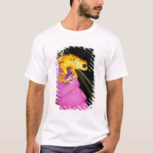 T-shirt Costa Rica. Gros plan sur une grenouille dart