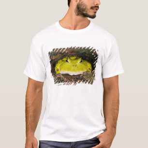T-shirt Crapaud cornu du Brésil, Ceratophrys cornuta, 2