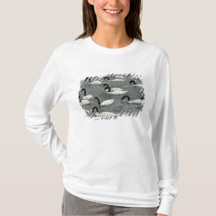 T-shirt Cygnes à cou noir (Cygnus melancoryphus)