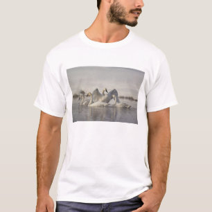 T-shirt Cygnes trompette dans la rivière Madison en hiver
