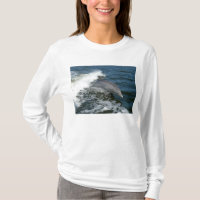 Dauphin de Bottlenose