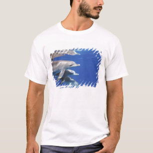 T-shirt dauphins tachetés de l'Atlantique. Bimini, Bahamas