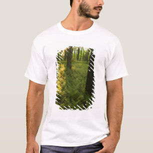T-shirt Des fougères dans la forêt à Grafton, Massachus