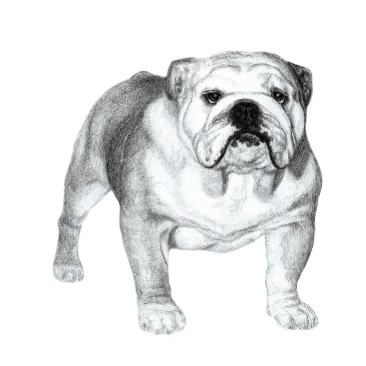 T-shirt dessin au crayon de Bulldog anglais