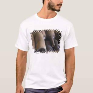 T-shirt Détail de bouteilles poussiéreuses sur lattes en b