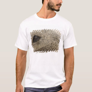 T-shirt Détail d'un Zalophus d'otarie de Galapagos
