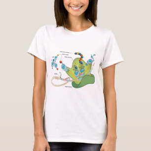 T-shirt Diagramme de l'ARNm des molécules d'ARNt des ribos