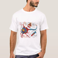 Diagramme Neurone Complet Système Nerveux Cellule