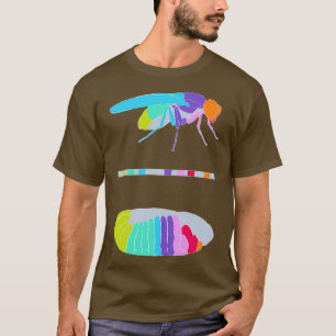 T-shirt Drosophila Hox Genes