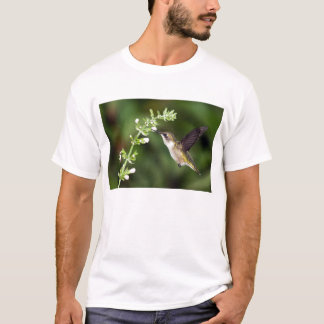 T-shirt du colibri 10
