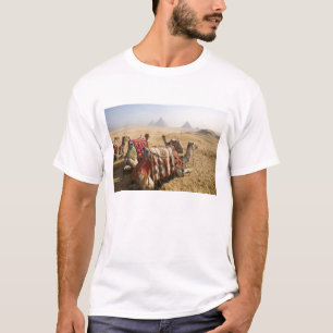 T-shirt Égypte, Le Caire. Chameaux au repos