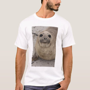 T-shirt Éléphant de mer austral (Mirounga leonina)