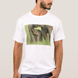 T-shirt Éléphant indien / asiatique et jeune, Corbett 2