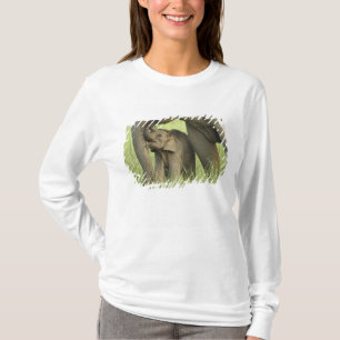T-shirt Éléphant indien / asiatique et jeune, Corbett 2