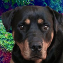 Rottweiler, Gardien Confiant