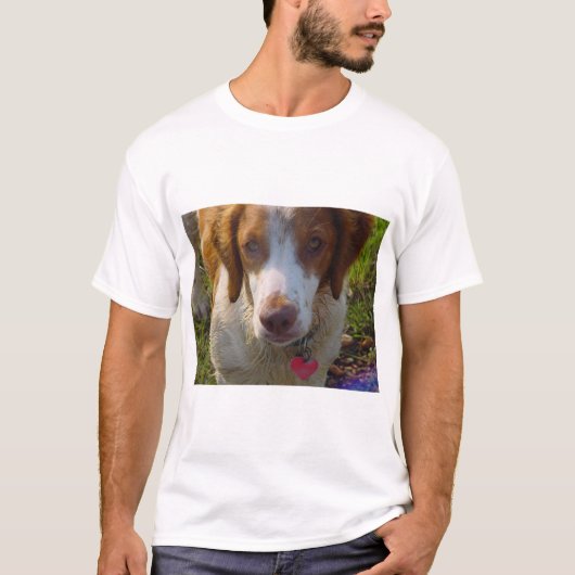 T-shirt Épagneul de Bretagne (Devant)