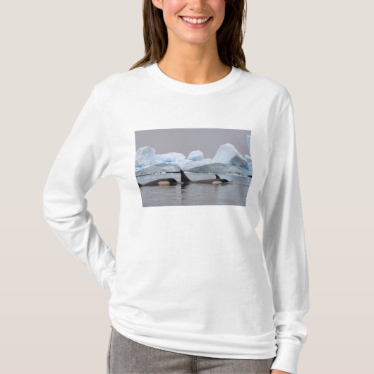 T-shirt épaulards (orques), Orcinus orca, groupe (Devant)