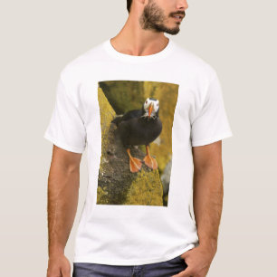 T-shirt États-Unis, Alaska, Îles Pribilof, St Paul. Huppé