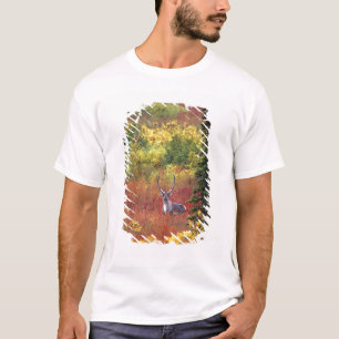 T-shirt États-Unis, Alaska, Parc national de Denali. Carib