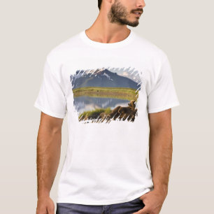 T-shirt États-Unis, Alaska, Parc national de Katmai, Ours